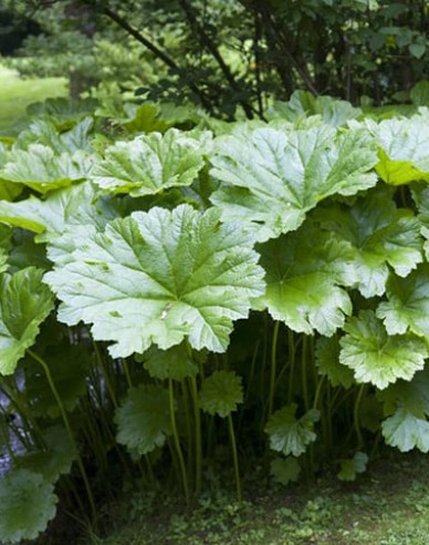 Darmera štítnatá - indiánska rebarbora