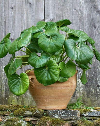 Farfugium japonský ´Giganteum´