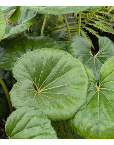 Farfugium japonský ´Giganteum´