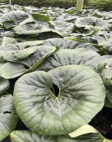 Farfugium japonský ´Giganteum´