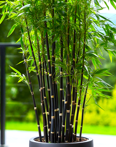 Bambus ´Black Pearl´