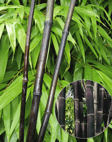Bambus ´Black Pearl´