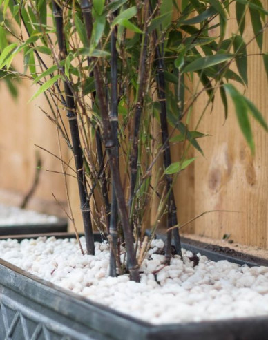 Bambus ´Black Pearl´