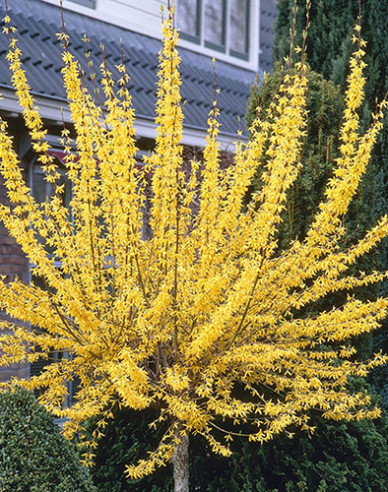 Zlatovka prostredná ´Weekend´ na kmienku