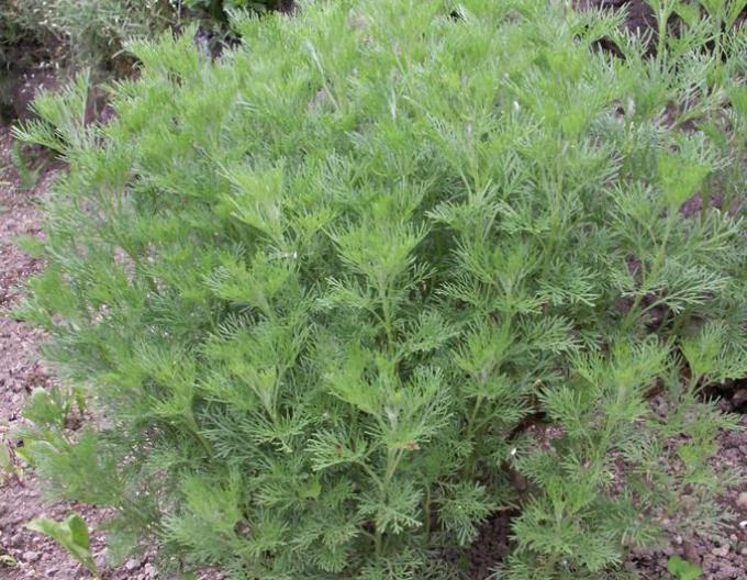 Palina arbotanová ’Coca Cola’