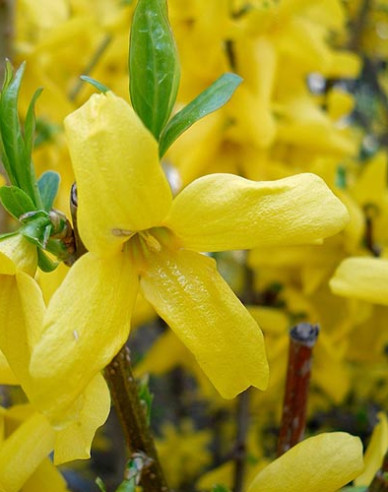 Zlatovka prostredná ´Weekend´ na kmienku