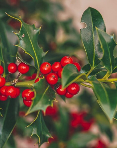 Cezmína ostrolistá ´Alaska´