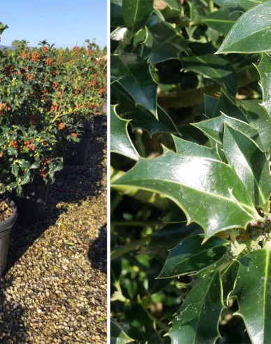 Cezmína ostrolistá ´Alaska´