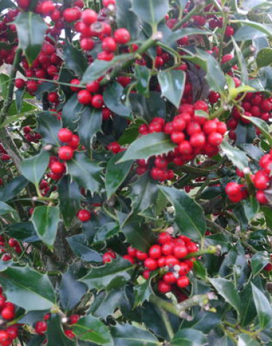 Cezmína ostrolistá ´Alaska´