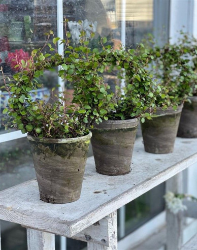 Muhlenbeckia axillaris