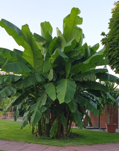 Banánovník japonský (Musa Basjoo)