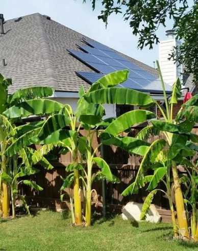 Banánovník japonský (Musa Basjoo)