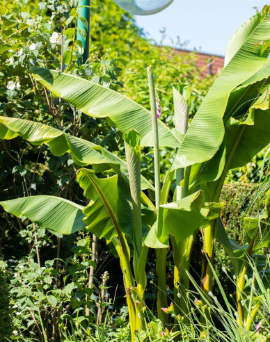 Banánovník japonský (Musa Basjoo)