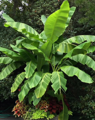 Banánovník japonský (Musa Basjoo)