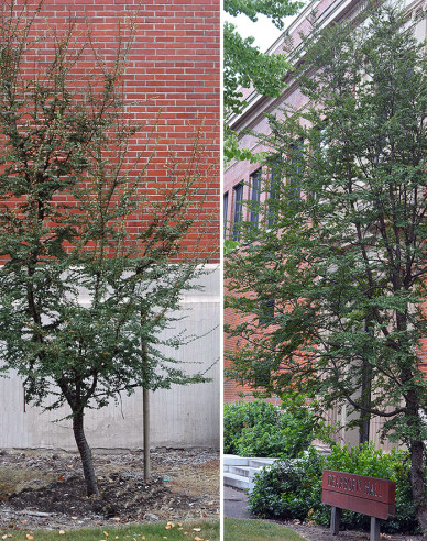 Pabuk antarktický - Nothofagus antarctica