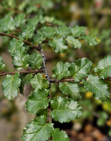 Pabuk antarktický - Nothofagus antarctica