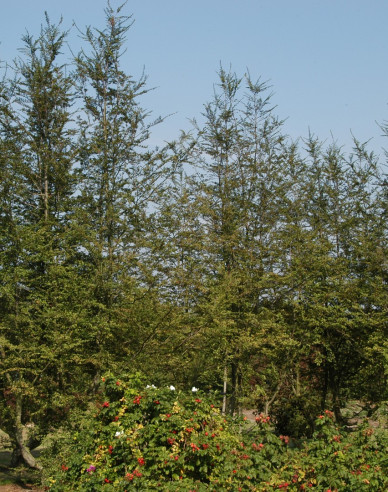 Pabuk antarktický - Nothofagus antarctica