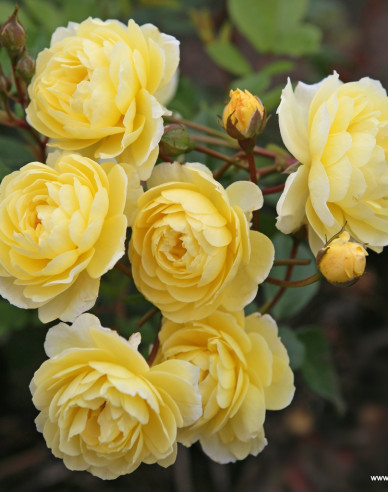 Ruža ´Lemon Siluetta´