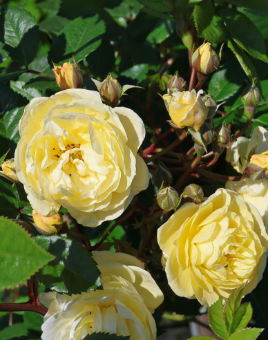 Ruža ´Lemon Siluetta´