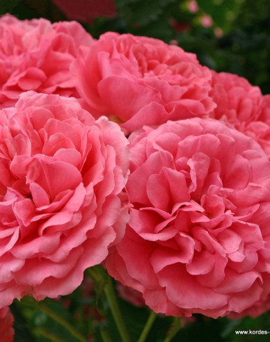 Ruža ´Rosarium Uetersen´