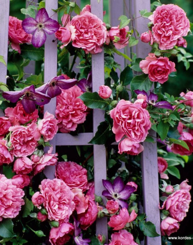 Ruža ´Rosarium Uetersen´