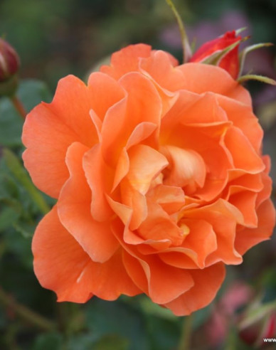 Ruža ´Westerland´