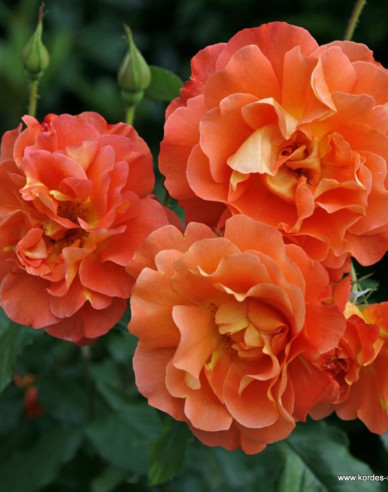 Ruža ´Westerland´