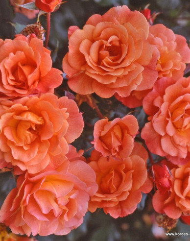 Ruža ´Westerland´