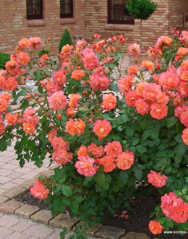 Ruža ´Westerland´