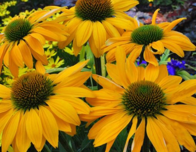 Echinacea ’Leilani’