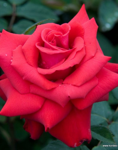 Ruža ´Grand Amore´