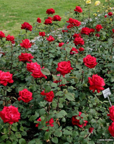 Ruža ´Grand Amore´