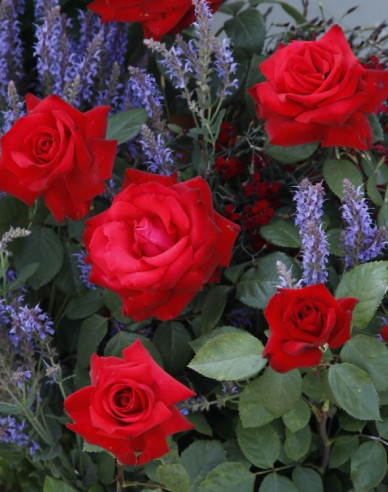 Ruža ´Grand Amore´