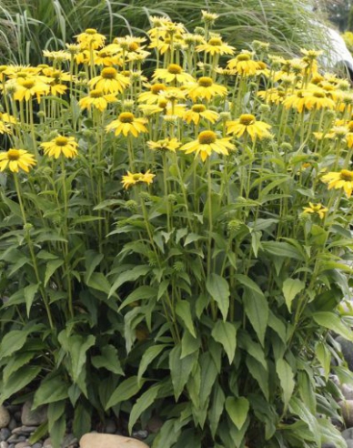 Echinacea ’Leilani’