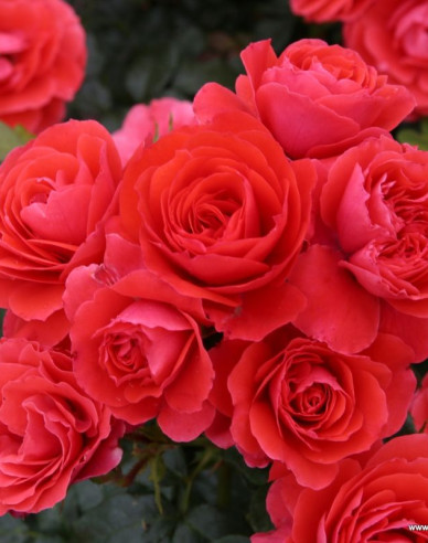 Ruža ´Cherry Girl´