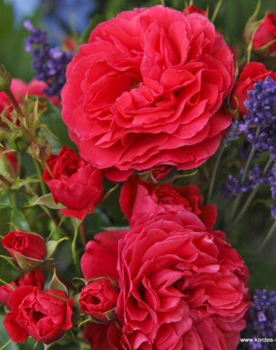 Ruža ´Cherry Girl´