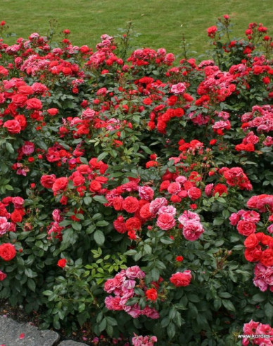 Ruža ´Cherry Girl´