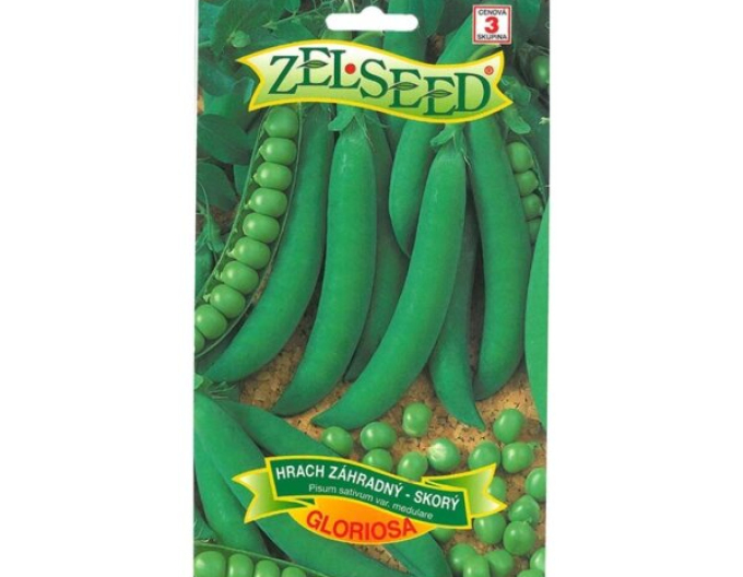 Zelssed Hrach siaty pravý ´Gloriosa´