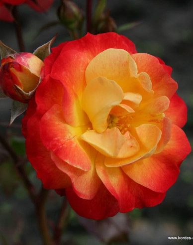 Ruža ´Firebird´