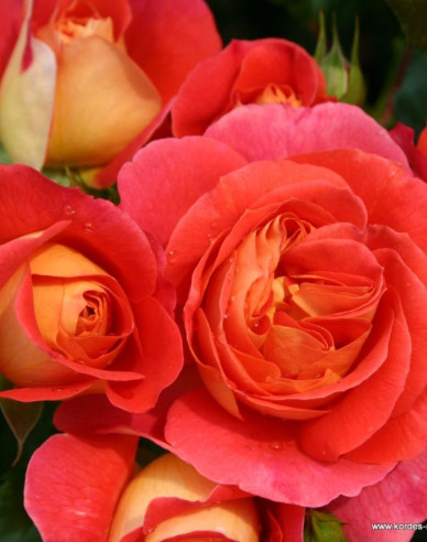 Ruža ´Gebrüder Grimm´