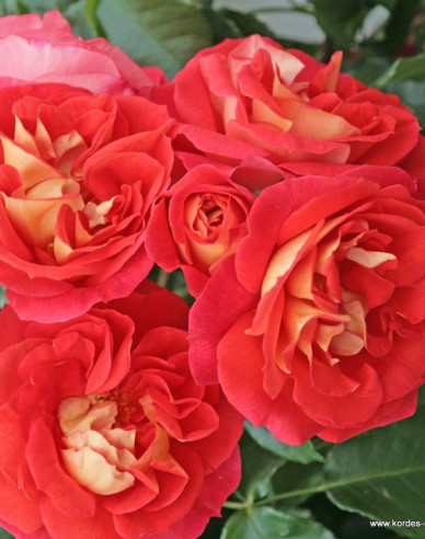 Ruža ´Gebrüder Grimm´