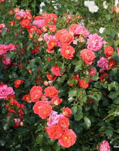 Ruža ´Gebrüder Grimm´