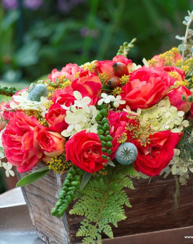 Ruža ´Gebrüder Grimm´