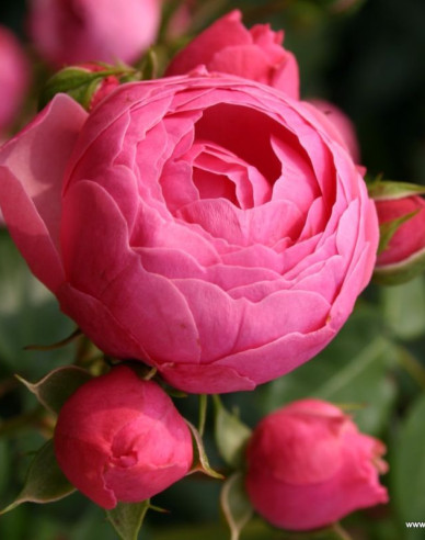 Ruža ´Pomponella´