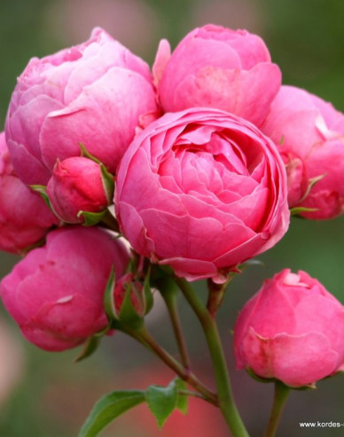 Ruža ´Pomponella´