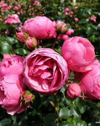 Ruža ´Pomponella´