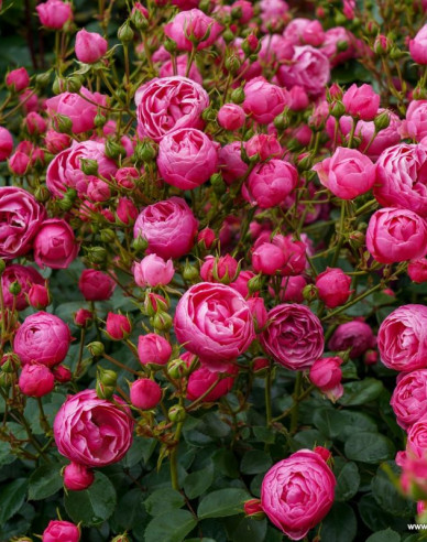 Ruža ´Pomponella´