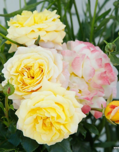 Ruža ´Rose der Hoffnung´