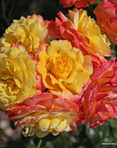 Ruža ´Rose der Hoffnung´