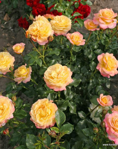 Ruža ´Rose der Hoffnung´